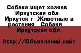 Собака ищет хозяев - Иркутская обл., Иркутск г. Животные и растения » Собаки   . Иркутская обл.